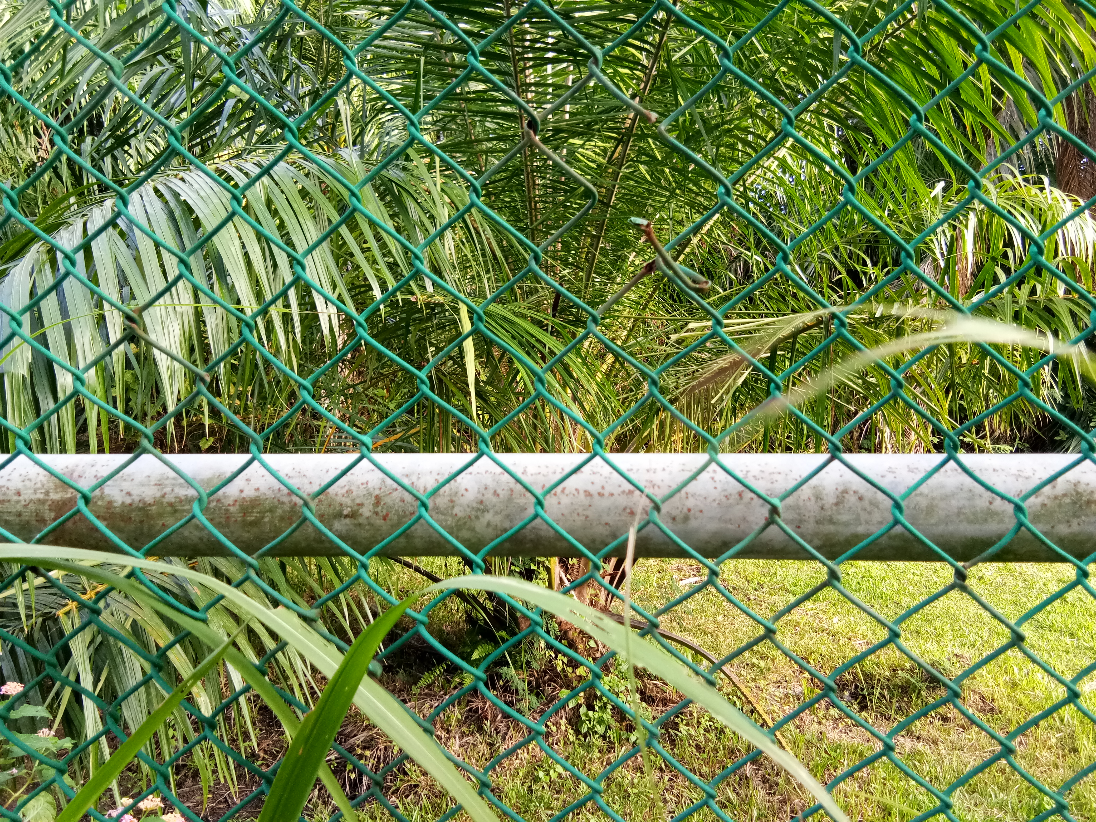 IMG_20180715_075949.jpg