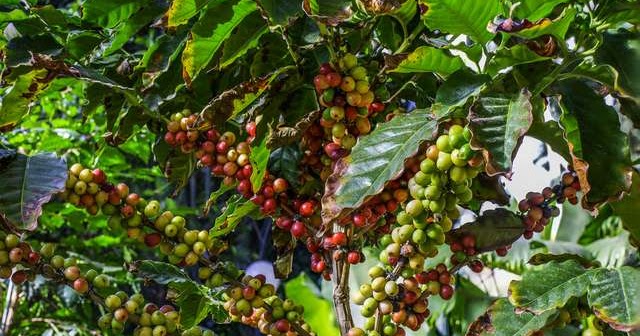 kopi3.jpg