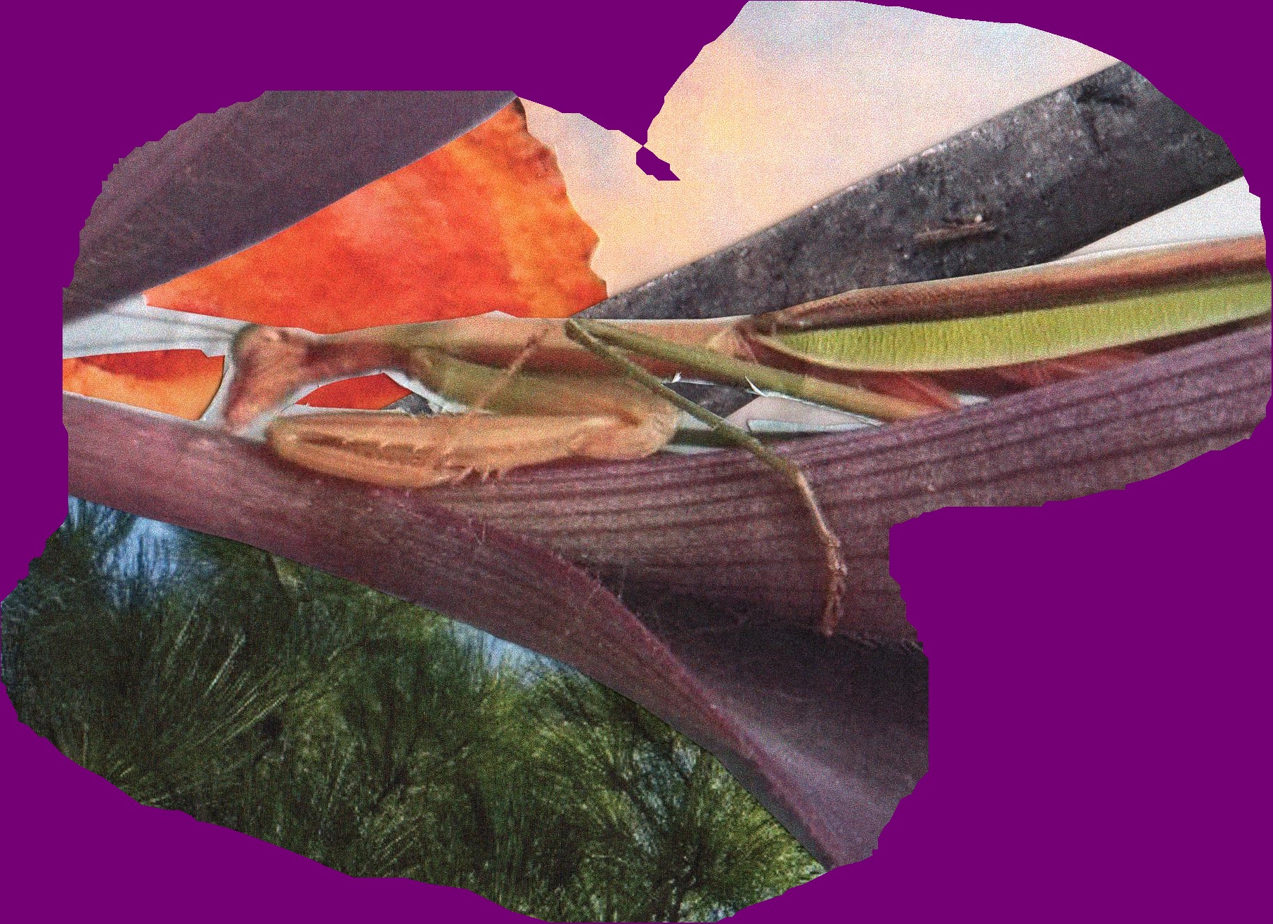SEP_11_2019_Mantis_Sun_Fungus_v1.jpg
