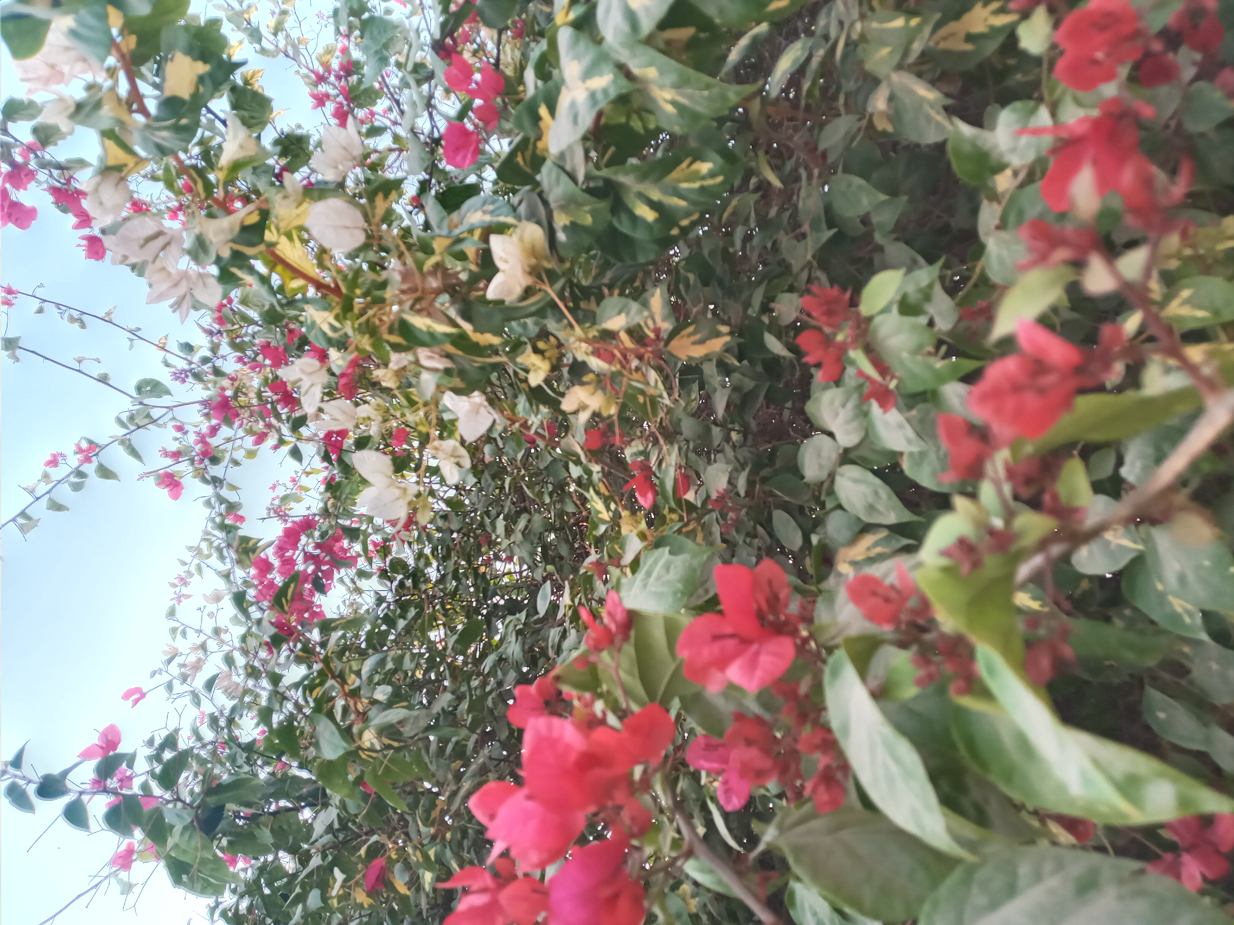 IMG_20211219_161604.jpg