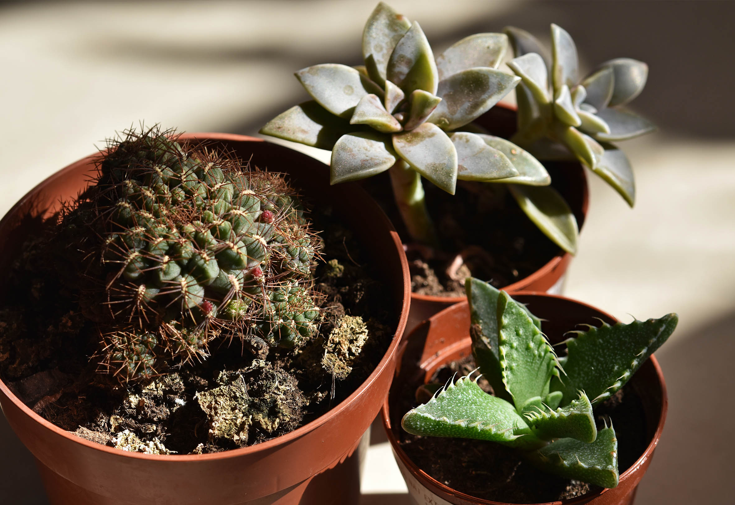 newbies sulcorebutia graproveria faucaria.jpg