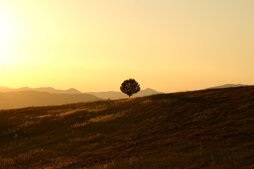 tree-189852__340.jpg