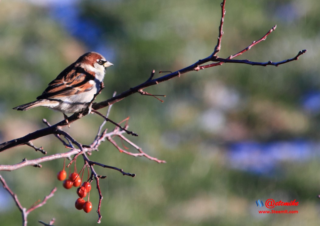House Sparrow PFW02_0221.JPG