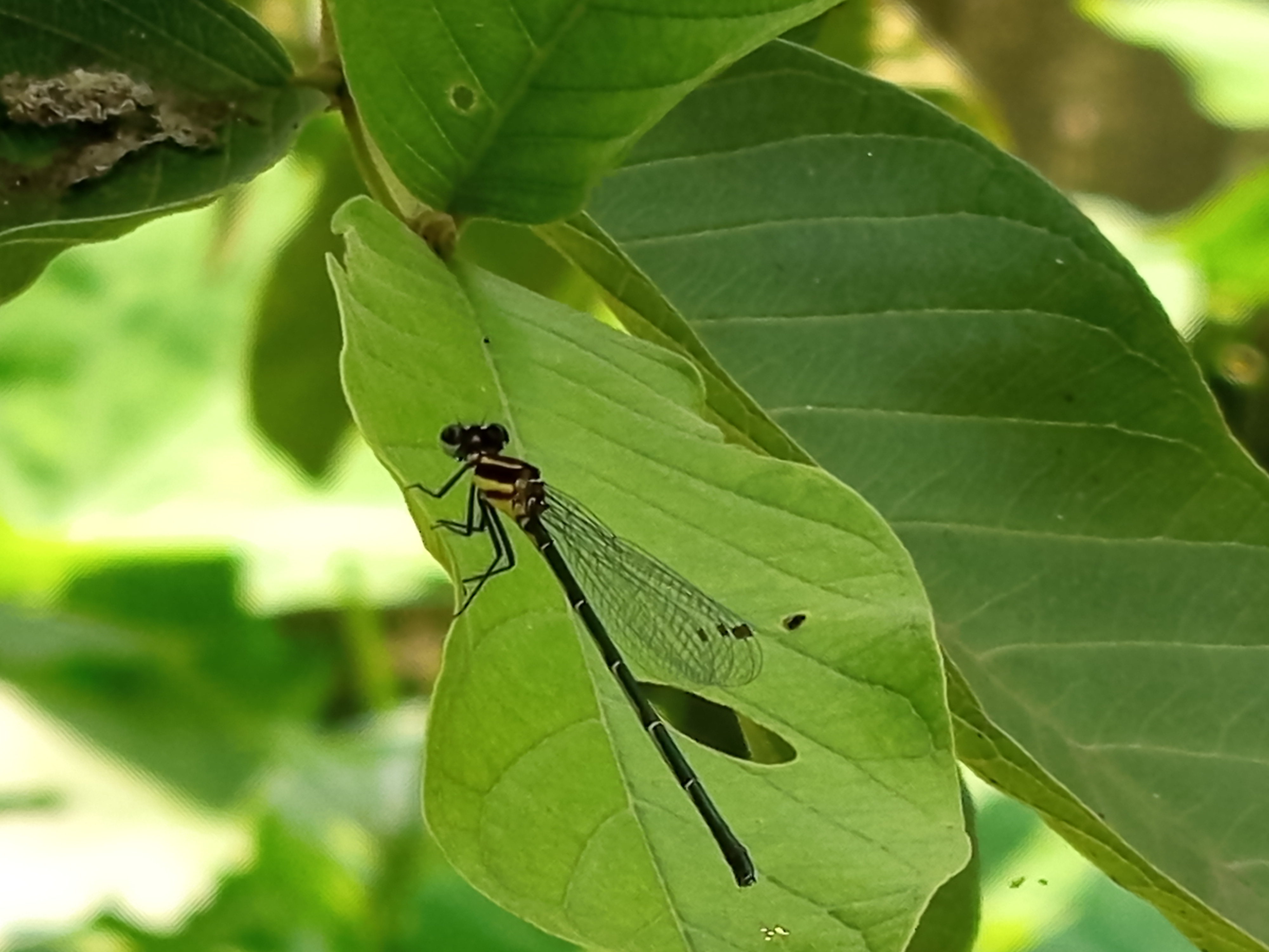 ফড়িং (2).jpg