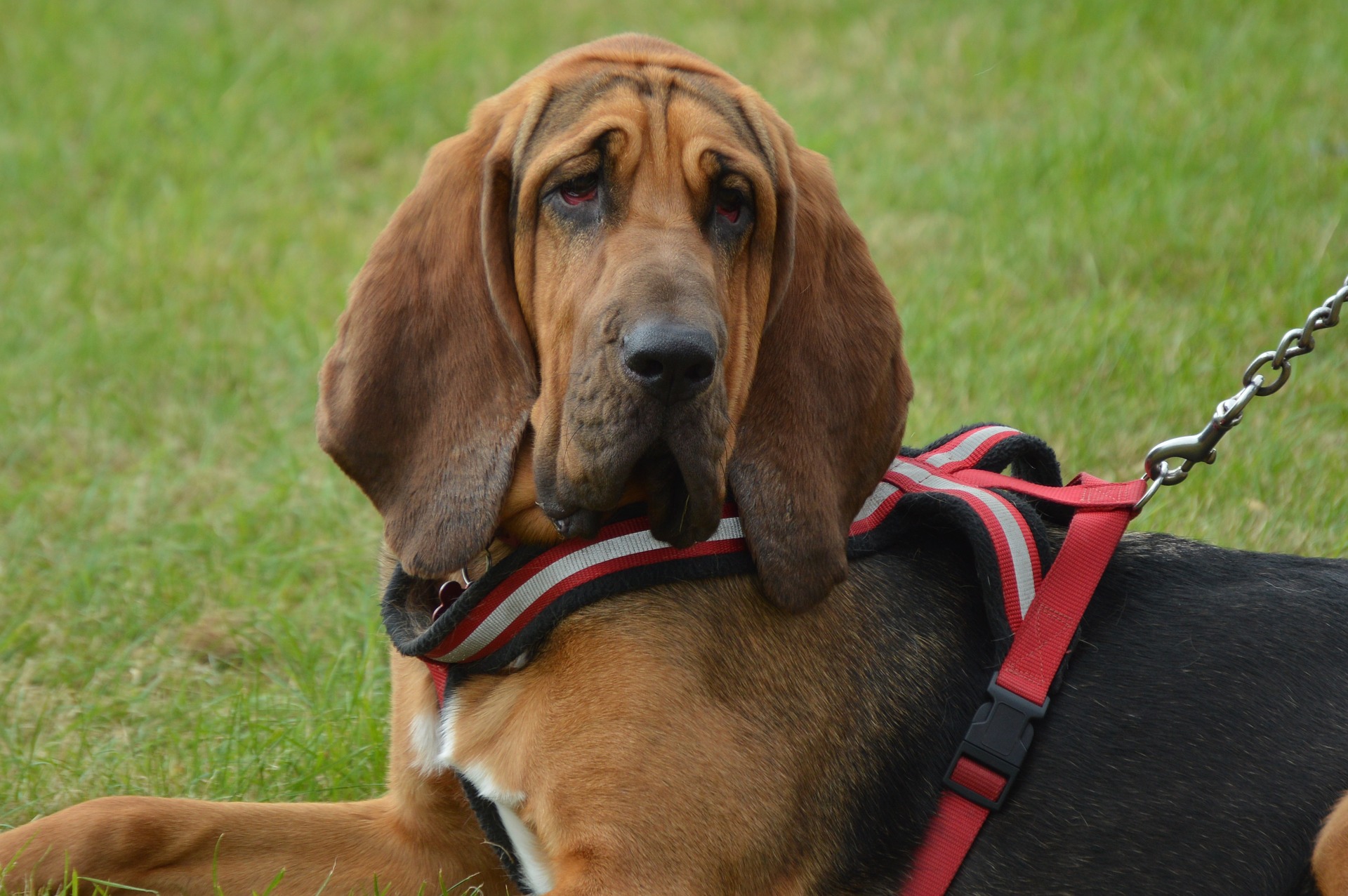 dog-1583978_1920.jpg