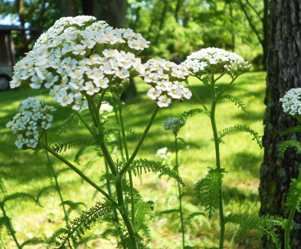 yarrowplant__66565.1506537677.1280.1280.jpg