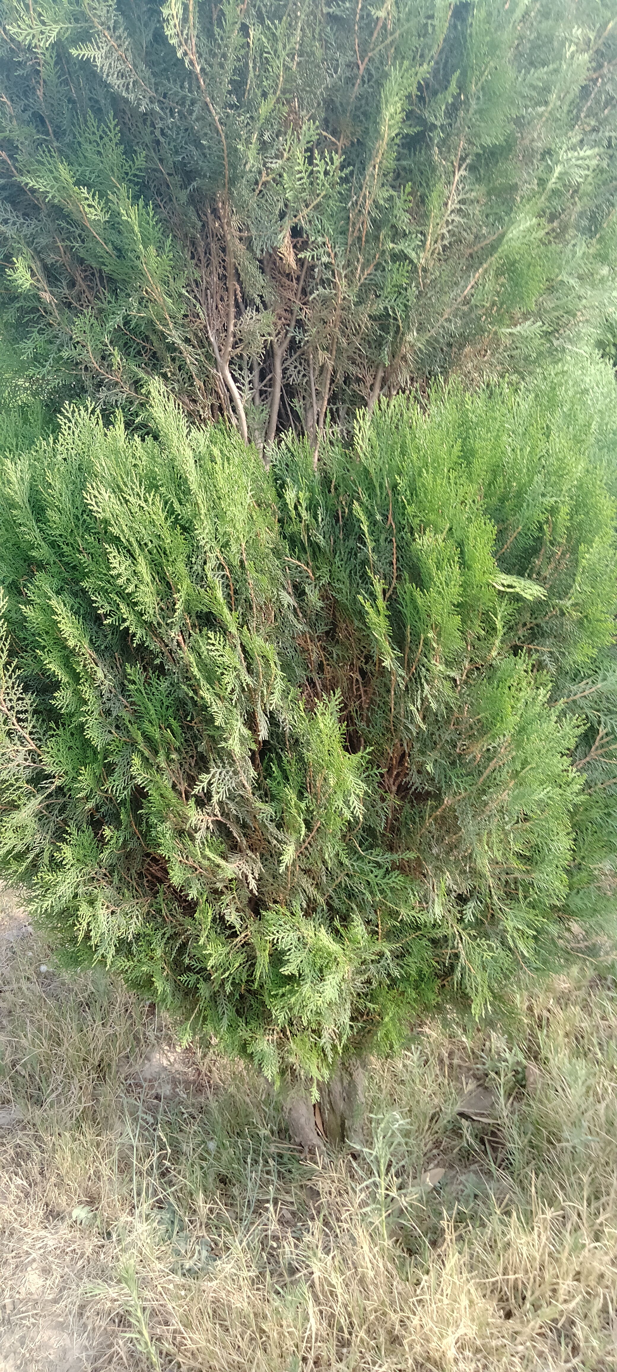 IMG20210604165651.jpg