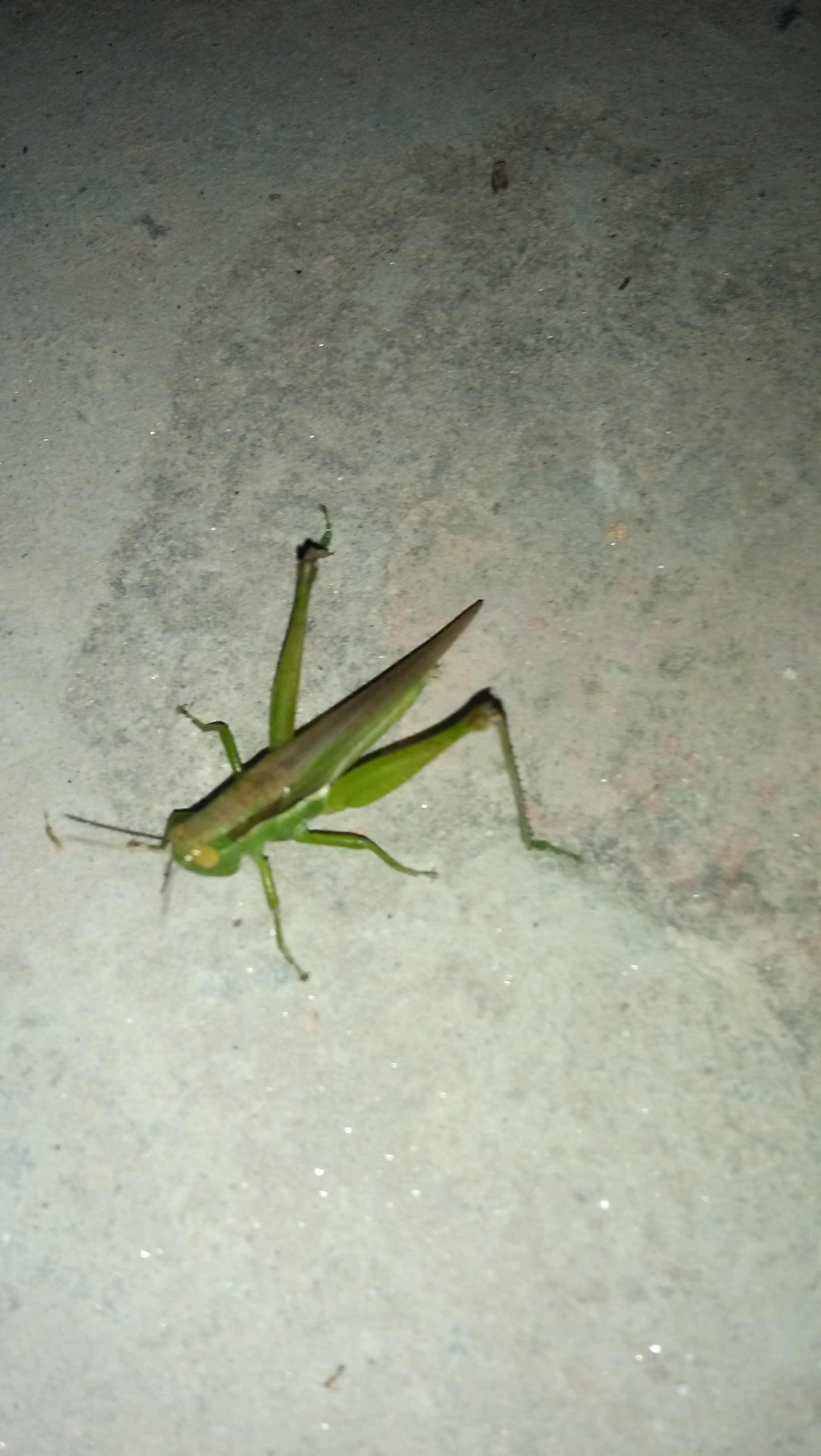 IMG20180827214811.jpg
