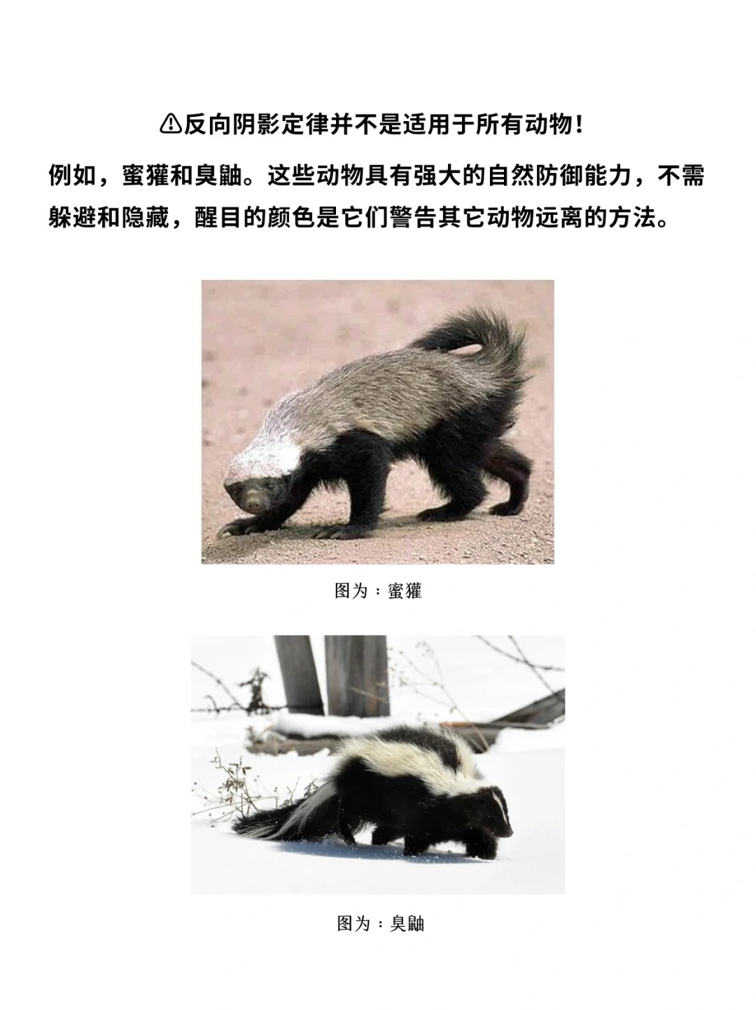 科普一分钟_ 动物长这样究竟是谁“规定”的❓_9.jpg