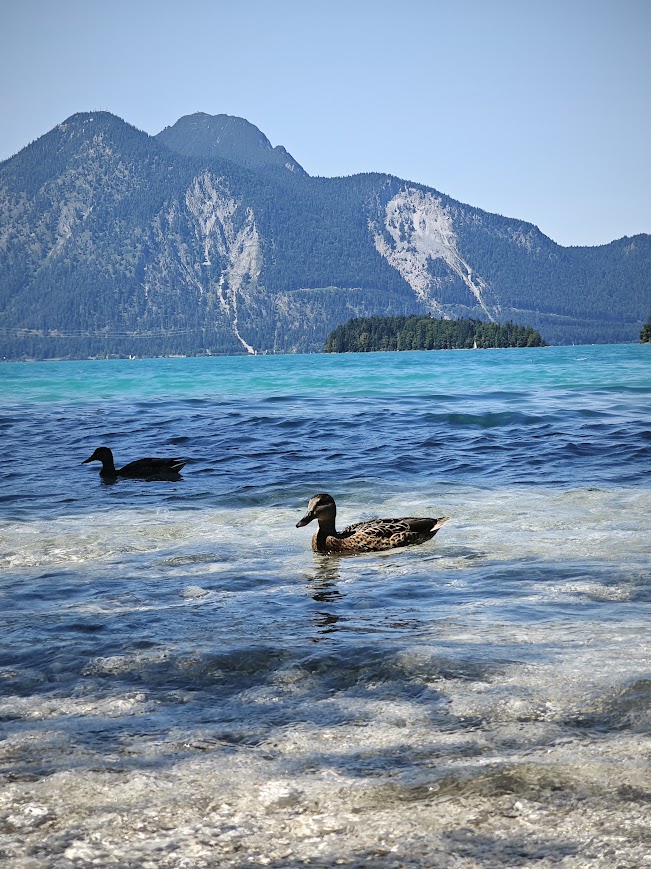 Enten.jpg