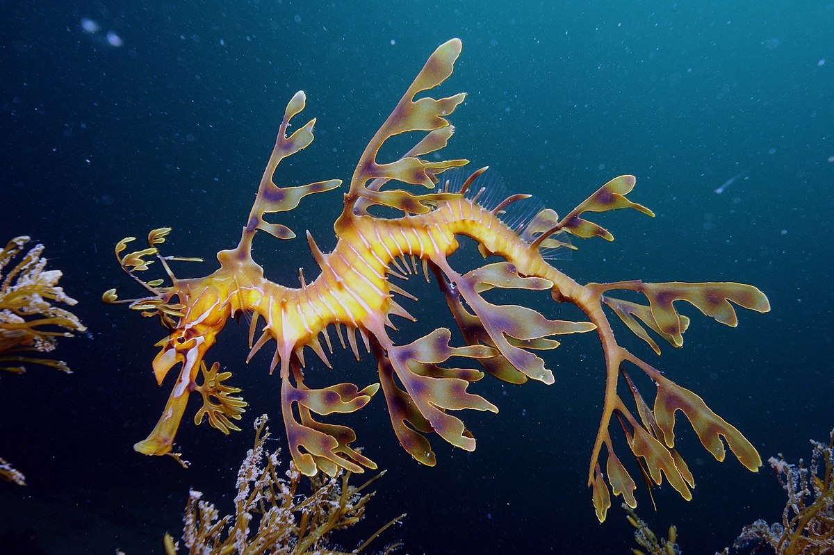 1200px-Leafy_Seadragon_on_Kangaroo_Island.jpg