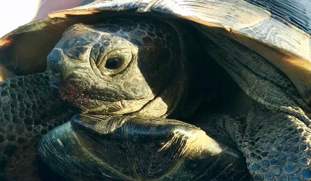 Turtle 2.jpg