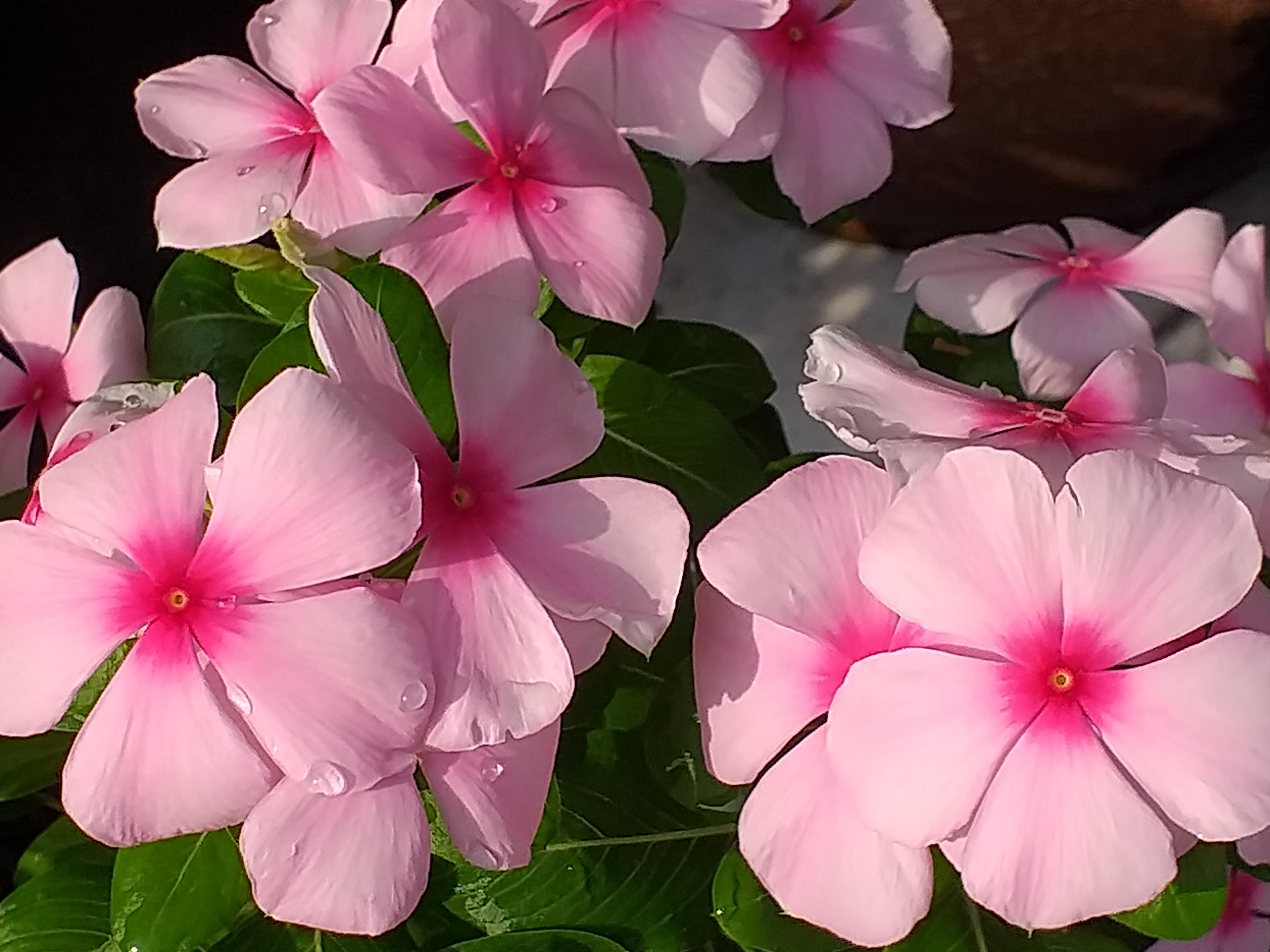 my garden24.jpg