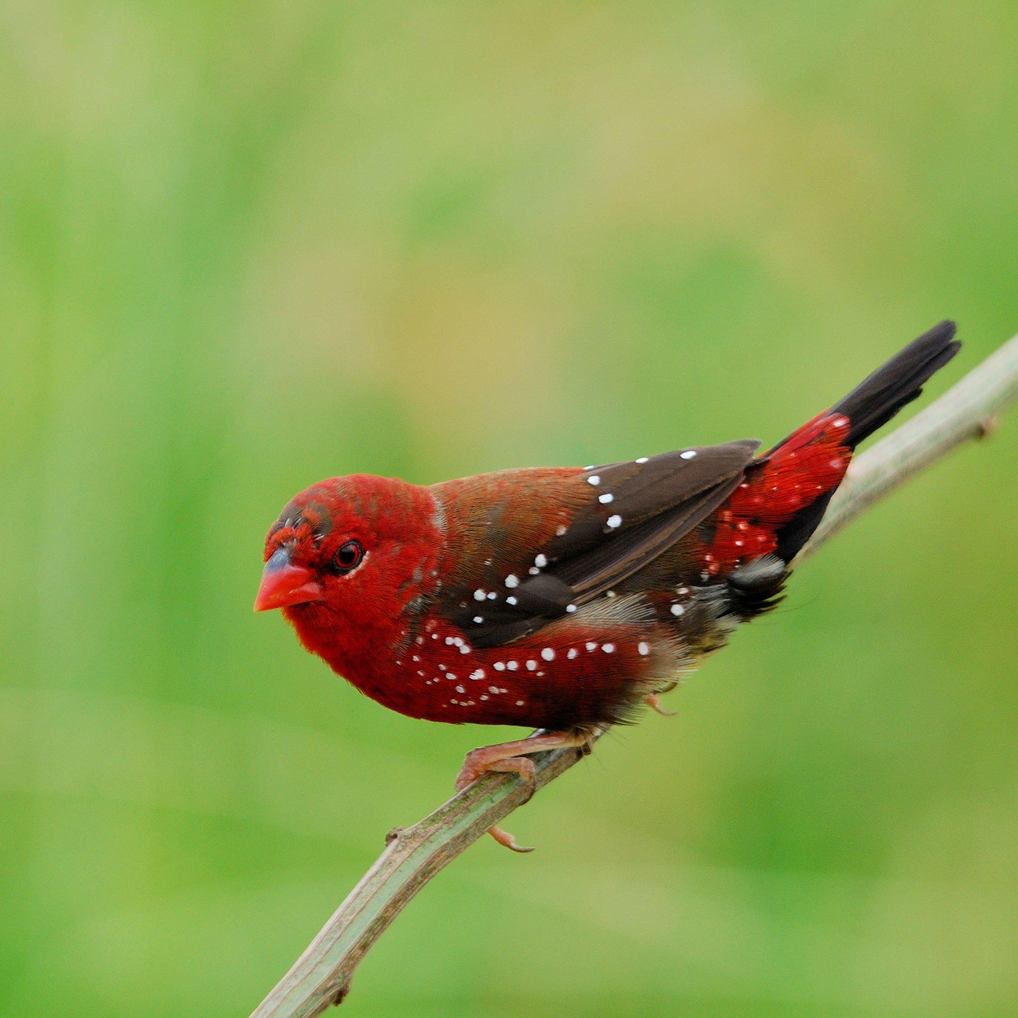 Pair of strawberry finch (2).jpg