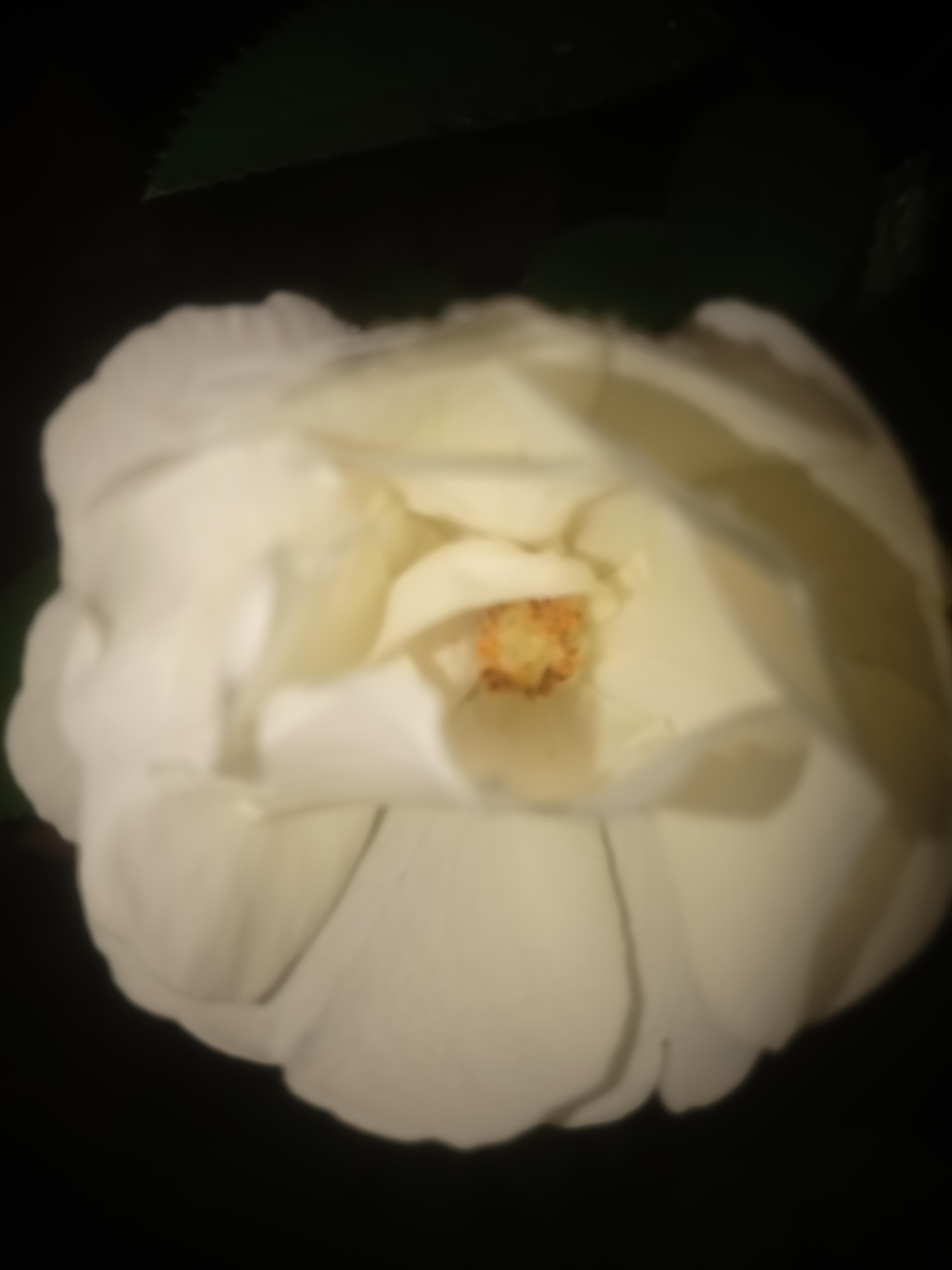 IMG20210626195559.jpg