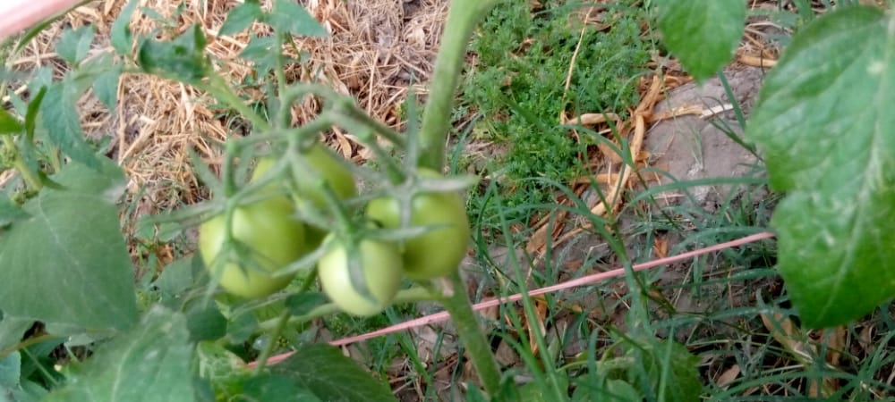  It is a tomato plant and it is used as a vegetable in our area and it has a very important role in making all the vegetables. First its seeds are sown in the ground and it becomes its plant. It blooms and then bears fruit and is also used to make many medicines ![IMG-20210406-WA0023.jpg