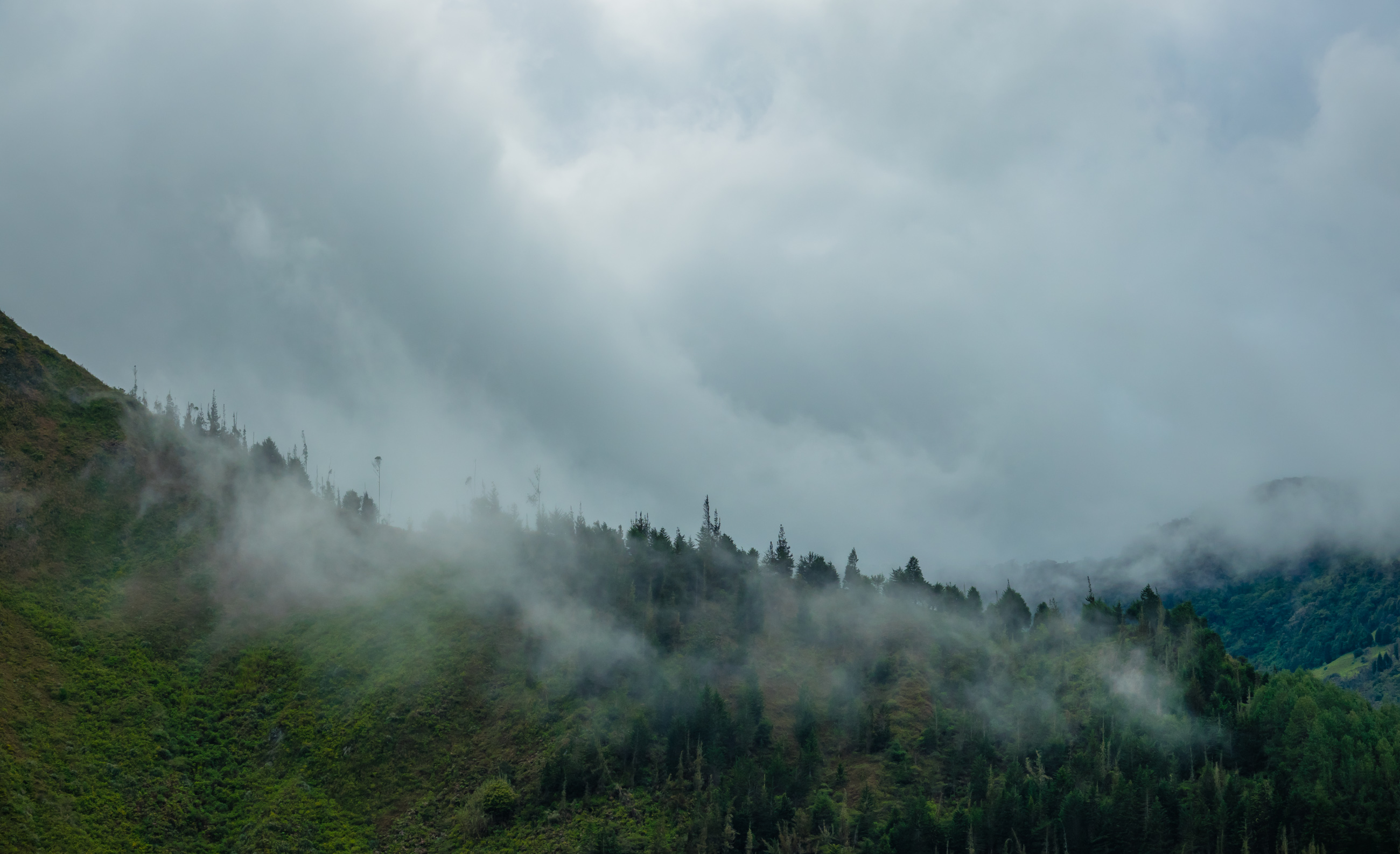 Дождливый лес и горы. Cloudy Forest. The cloud Forest. NLSN - cloud Forest.