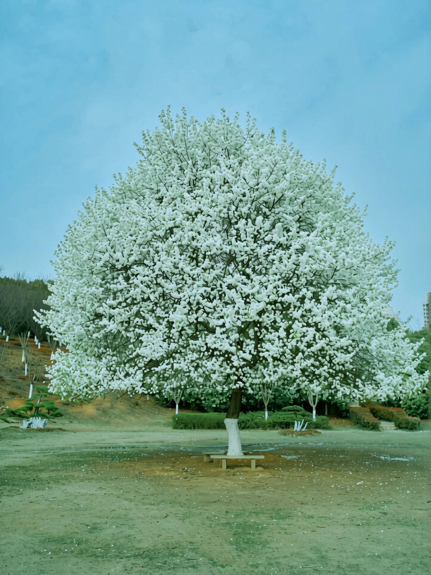 154.webp