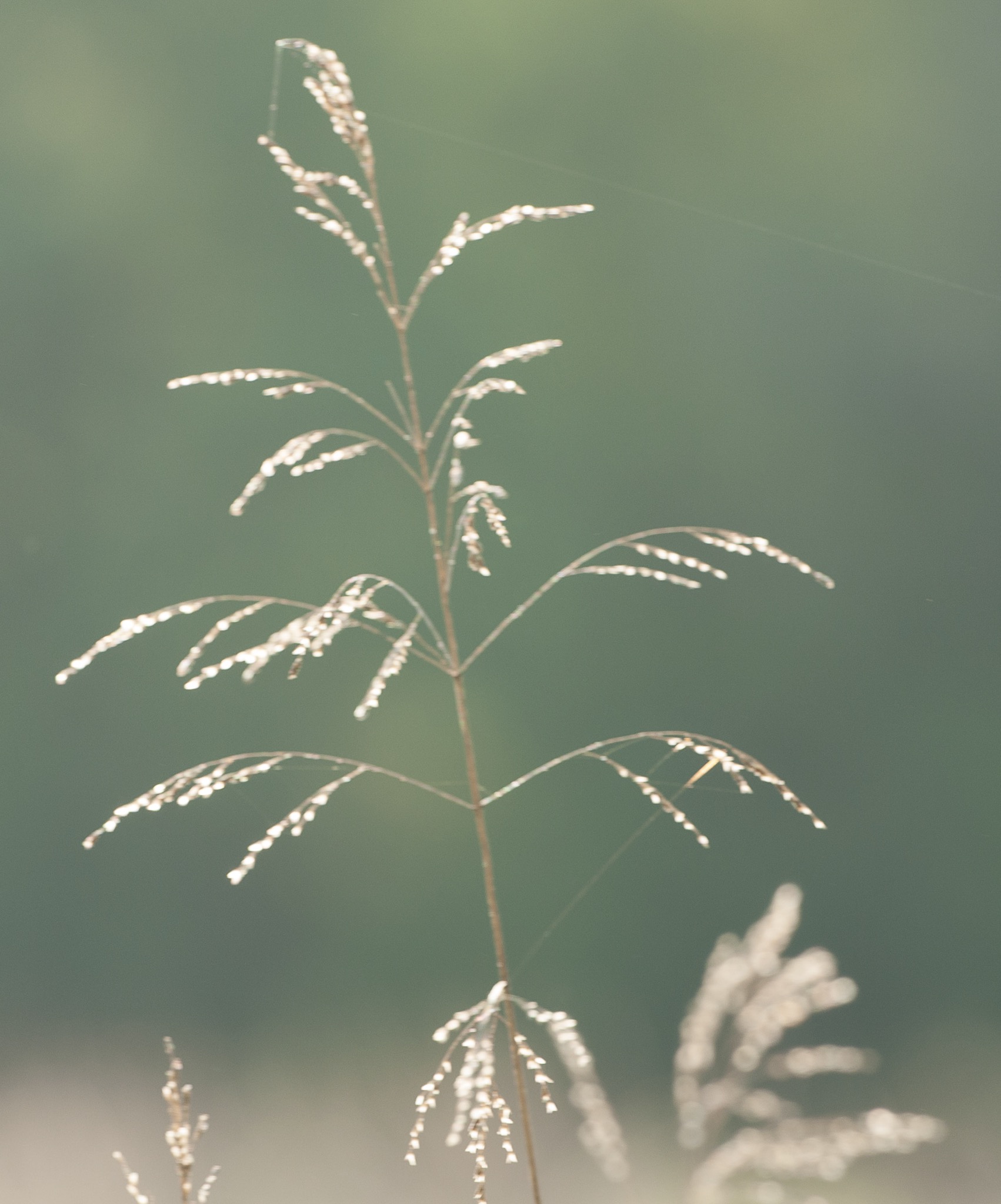 566F1331-B324-4F05-8E20-68356F18243C.jpeg