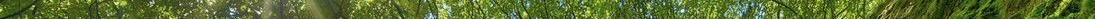 dunkeld_moss_sunburst_forest_by_somadjinn-dclk9ko 2.jpg