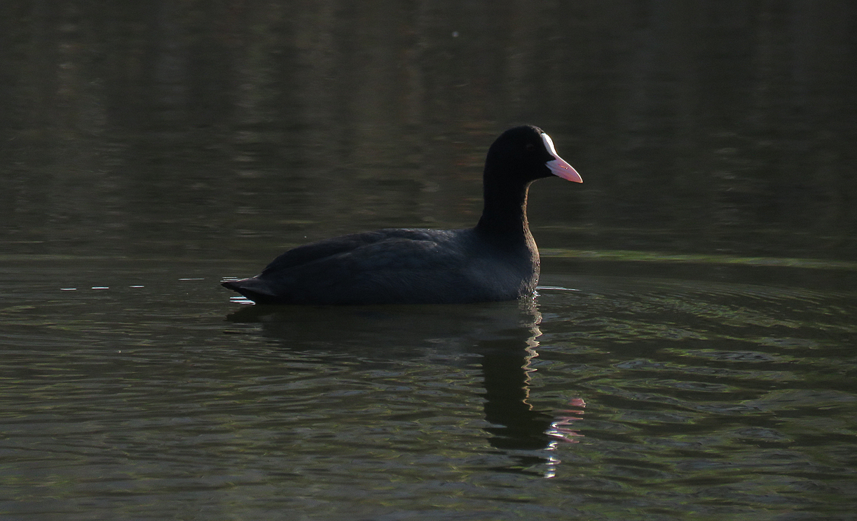 IMG_9807 malo.jpg