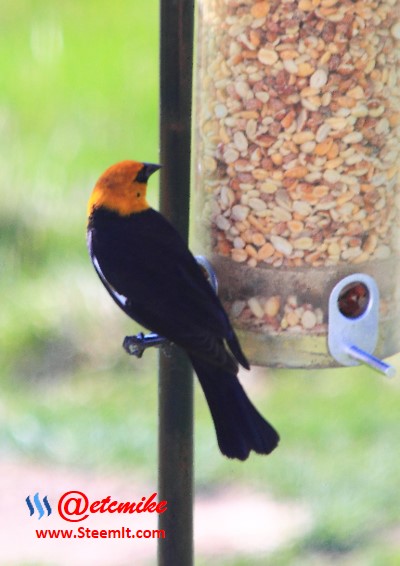 Yellow-headed Blackbird PFW14.jpg