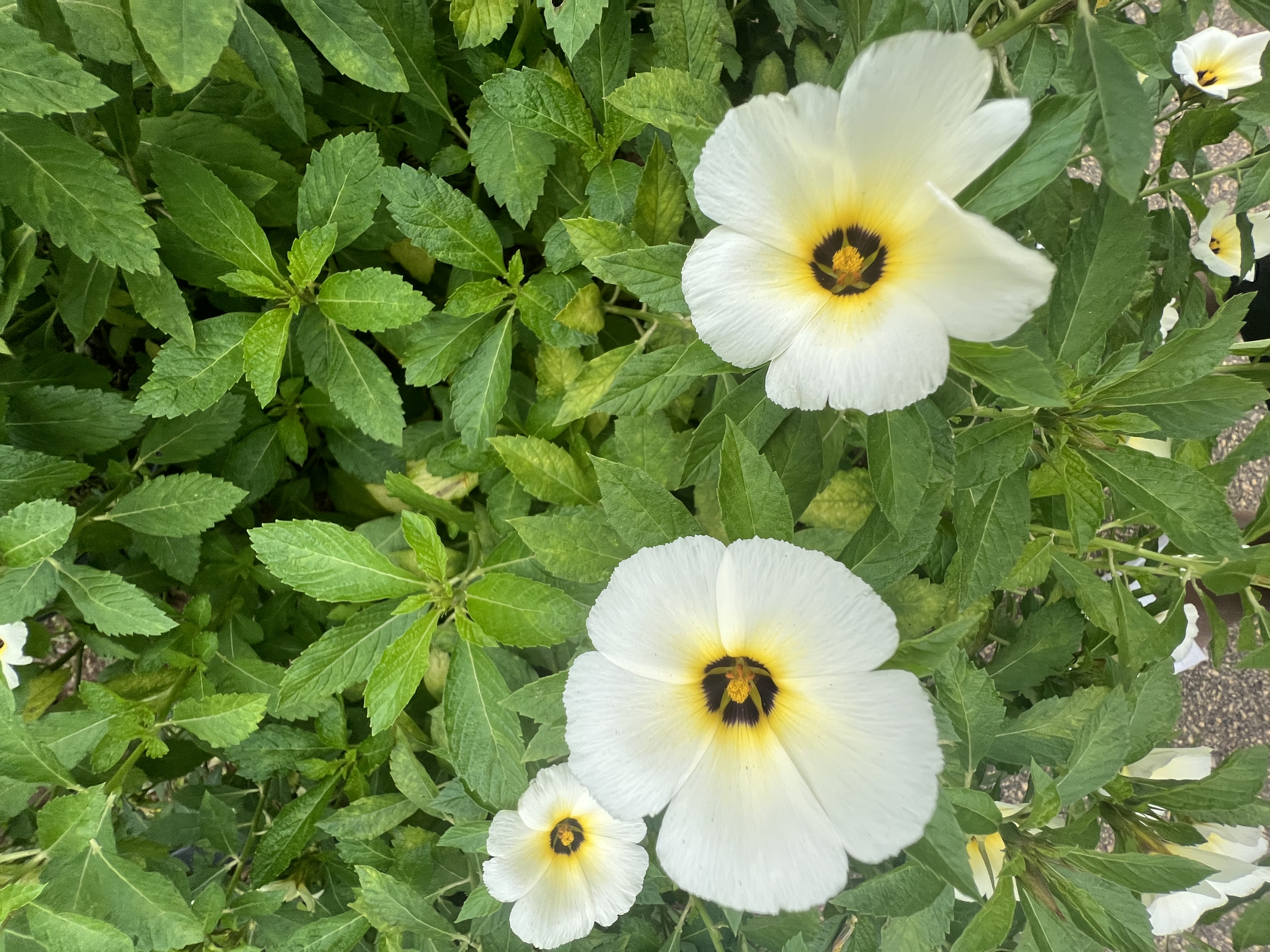 IMG_7170.jpeg