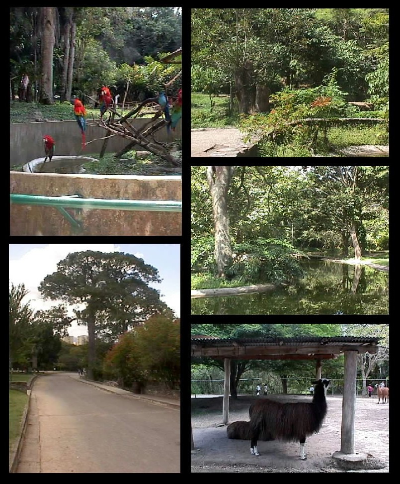 Ambientes_y_fauna_de_Zoologico_de_Caricuao_Caracas_-_Venezuela_1.jpg