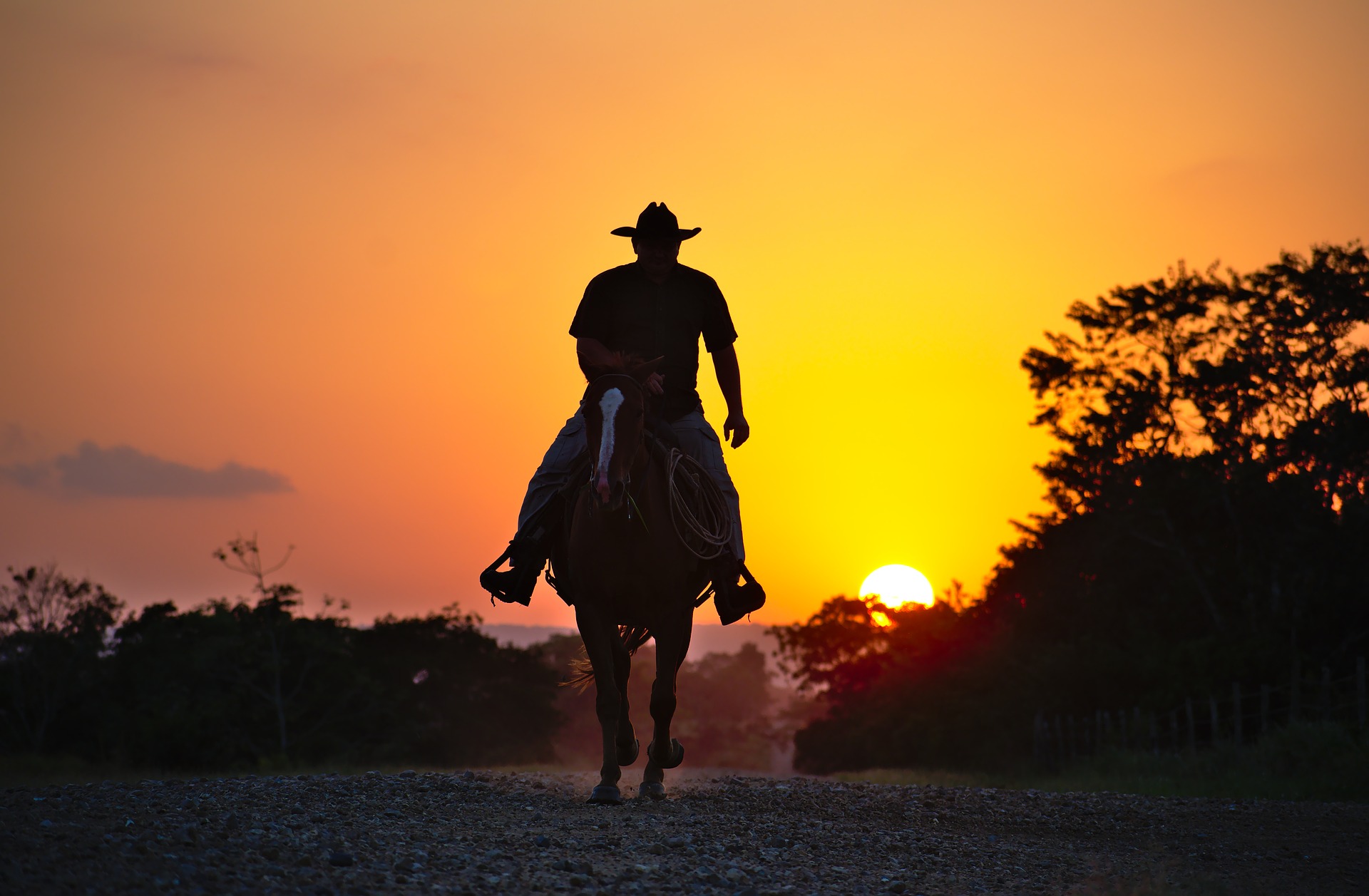 horse-3258001_1920.jpg