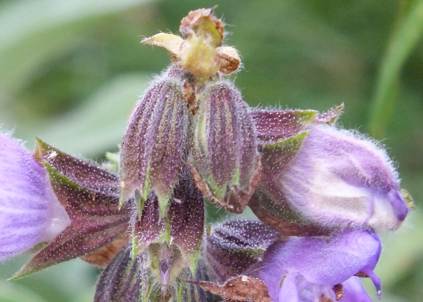 0887-Sage.jpg