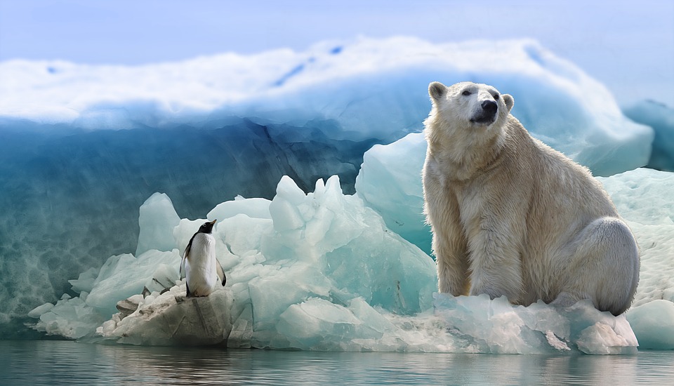polar-bear-3277930_960_720.jpg