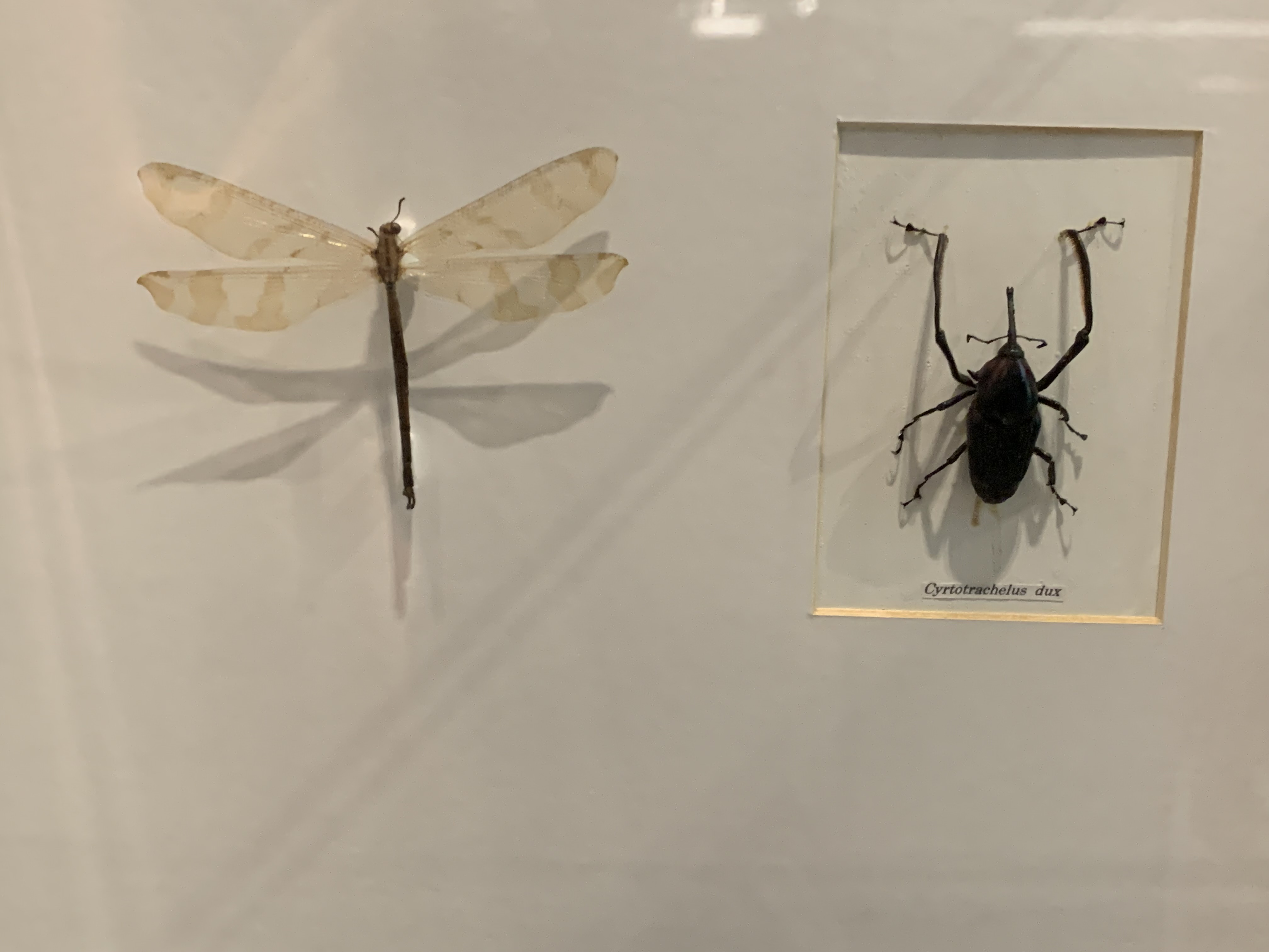 Bangkok Butterfly Garden & Insectarium103.jpg