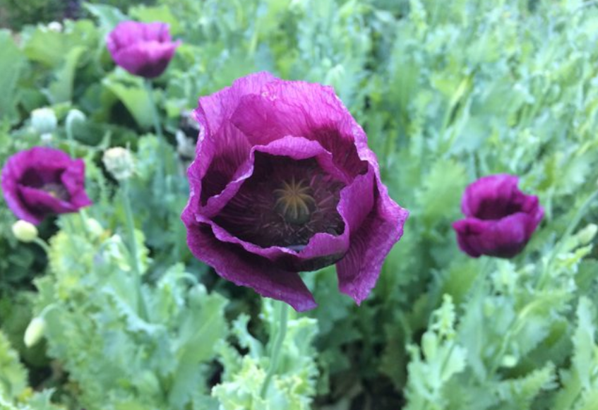 Idyllwild.poppies.CR.png