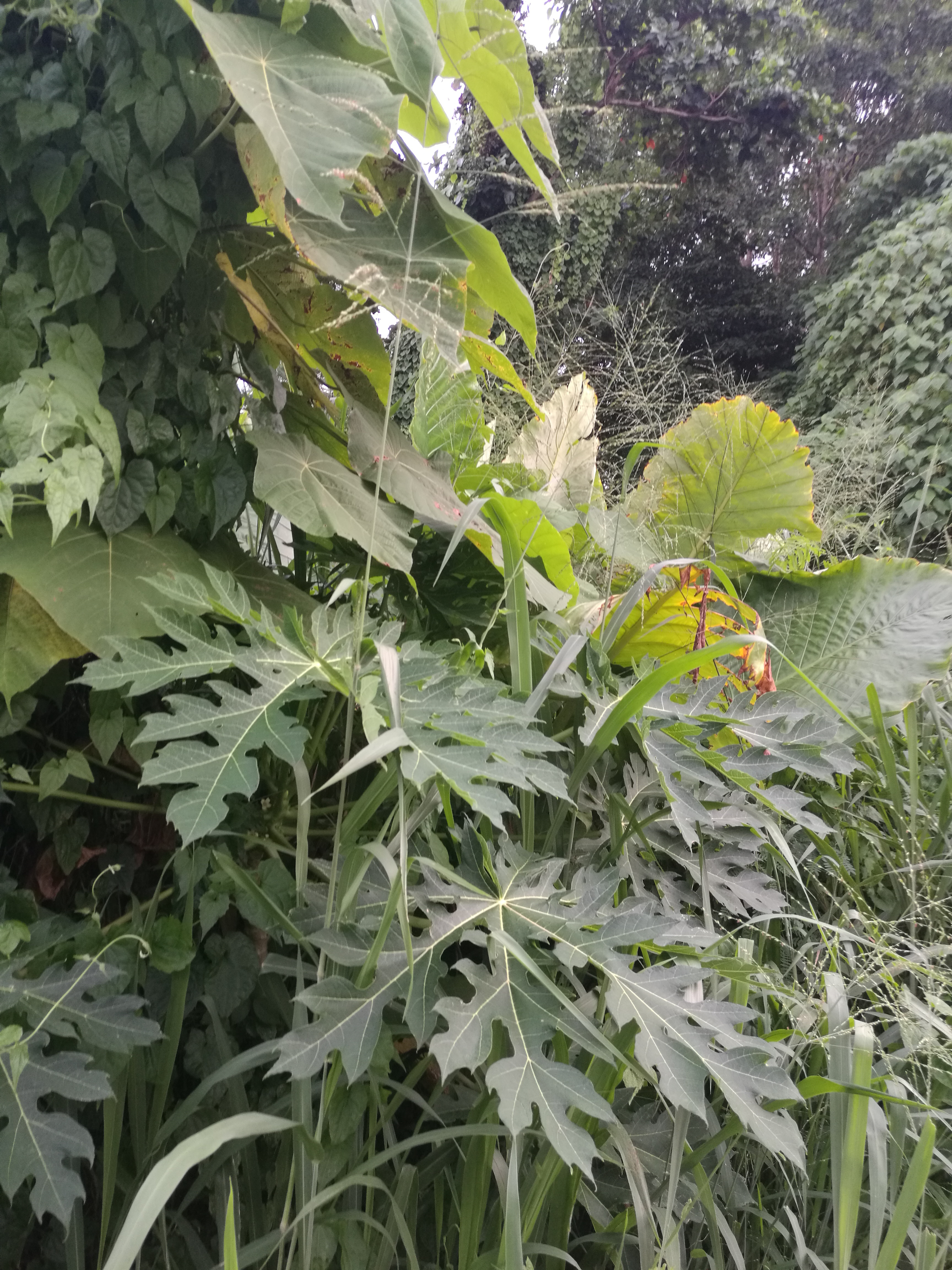 Natur4.jpg