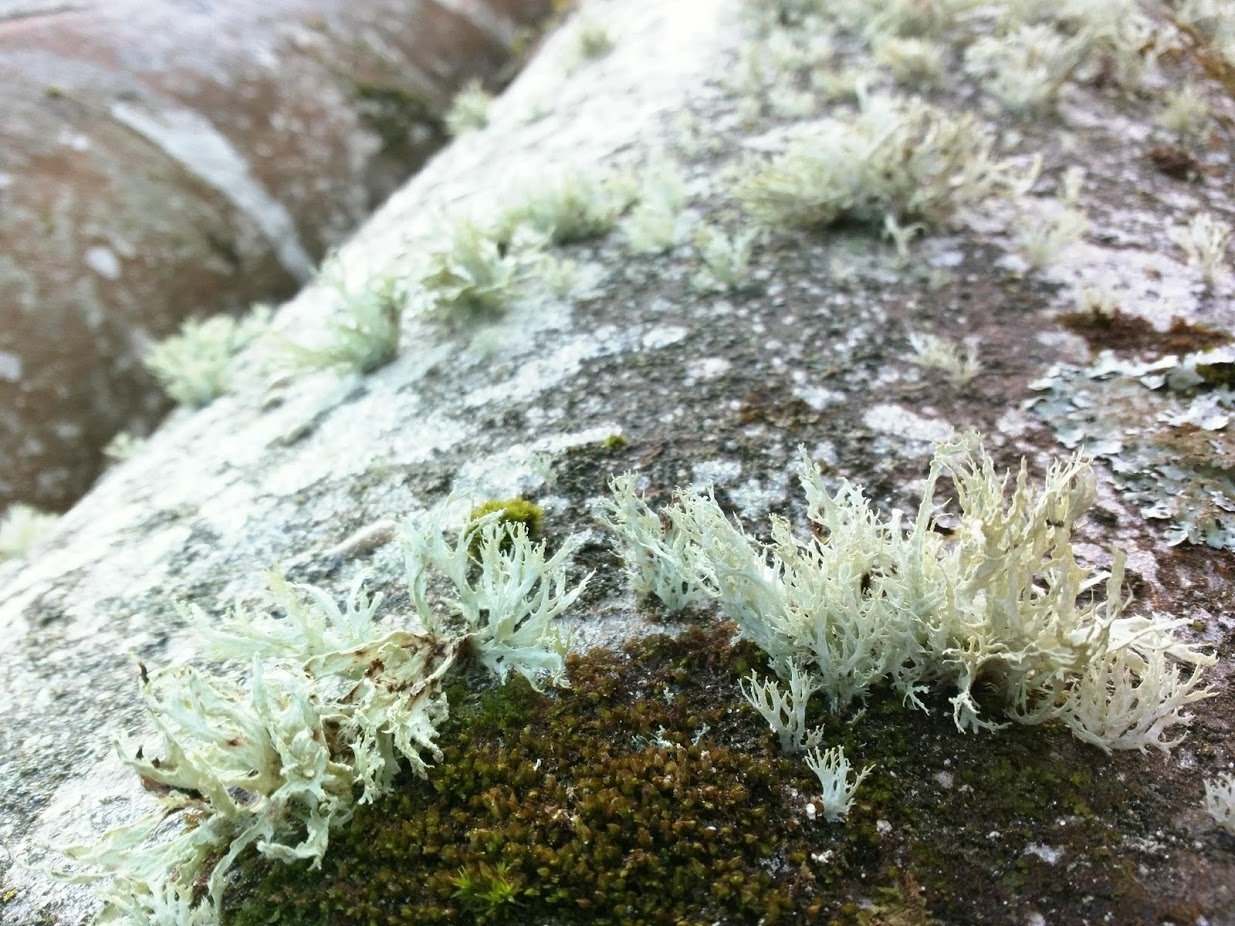 Evernia prunastri, also known as oakmoss