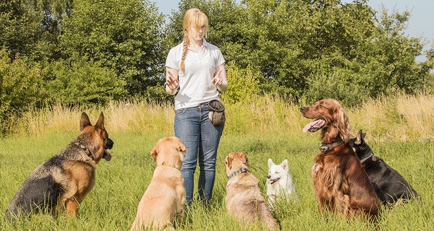 5-essential-commands-you-can-teach-your-dog_1.jpg