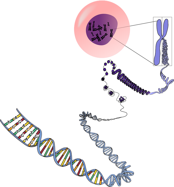 Chromosomes The Nucleus Interfasico And In Division Steemit