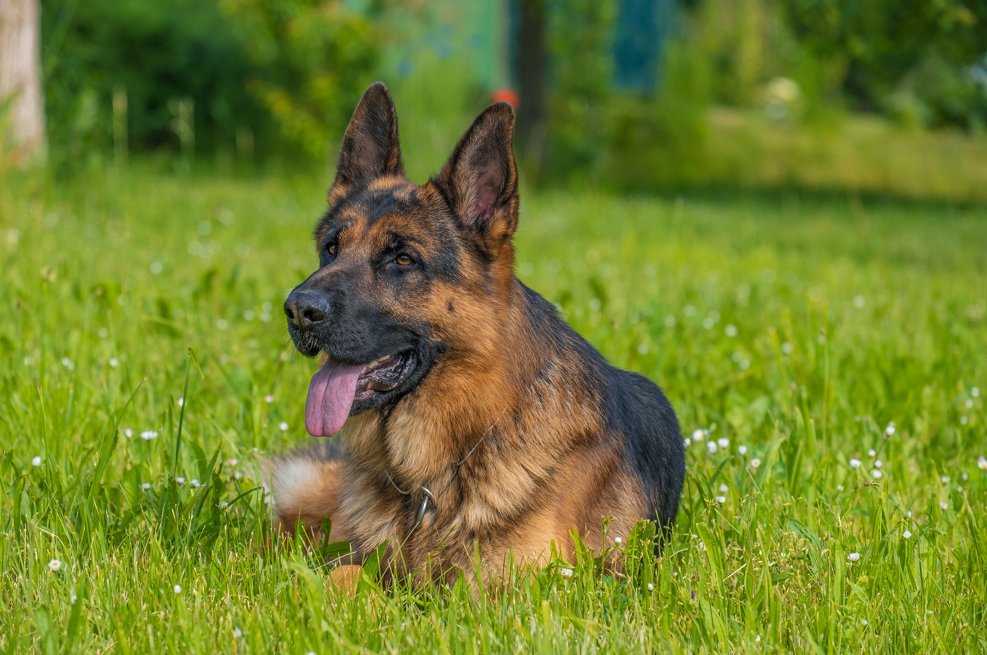 german-shepherd-6307025_1920.jpg