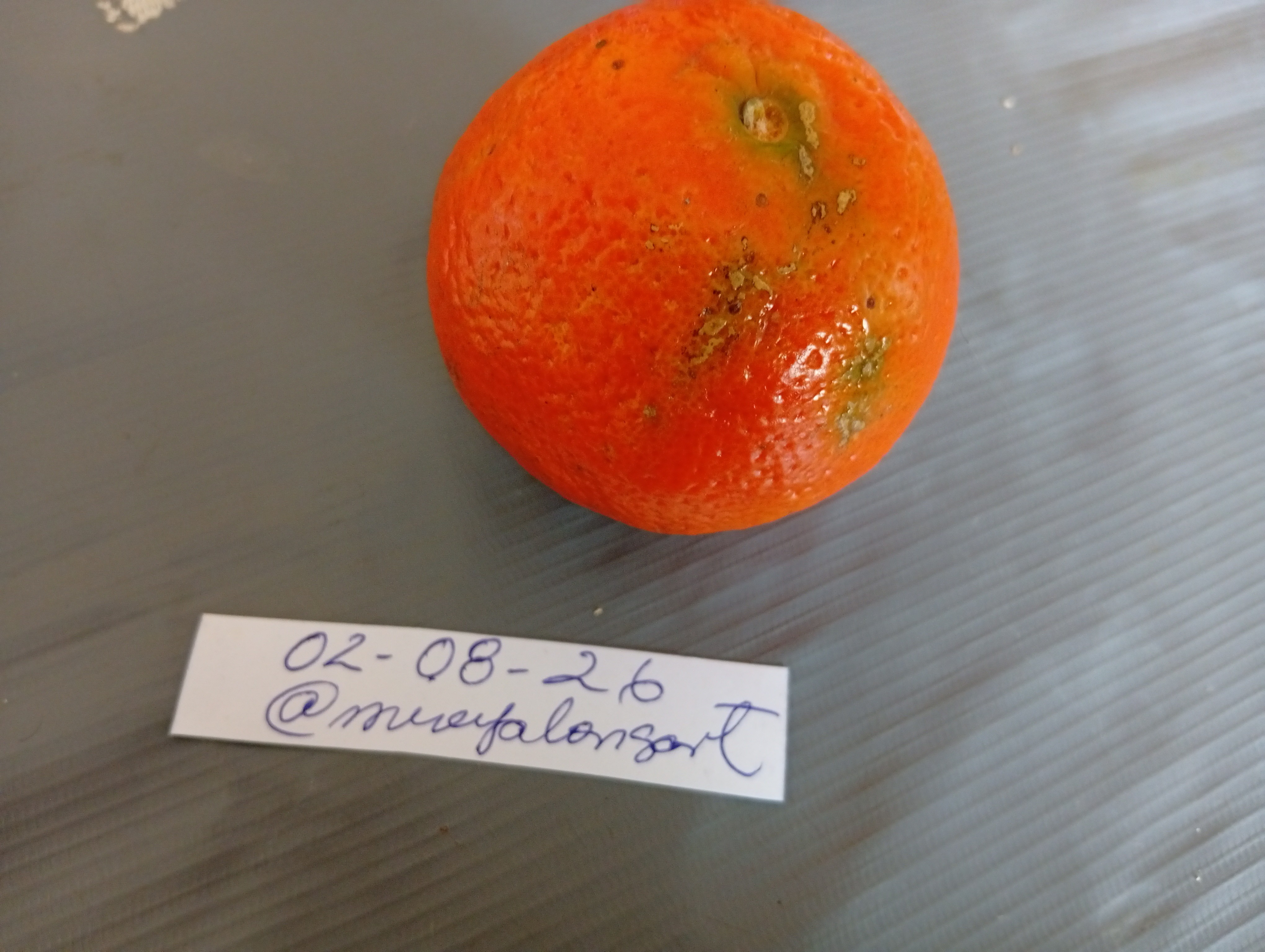 74436.jpg