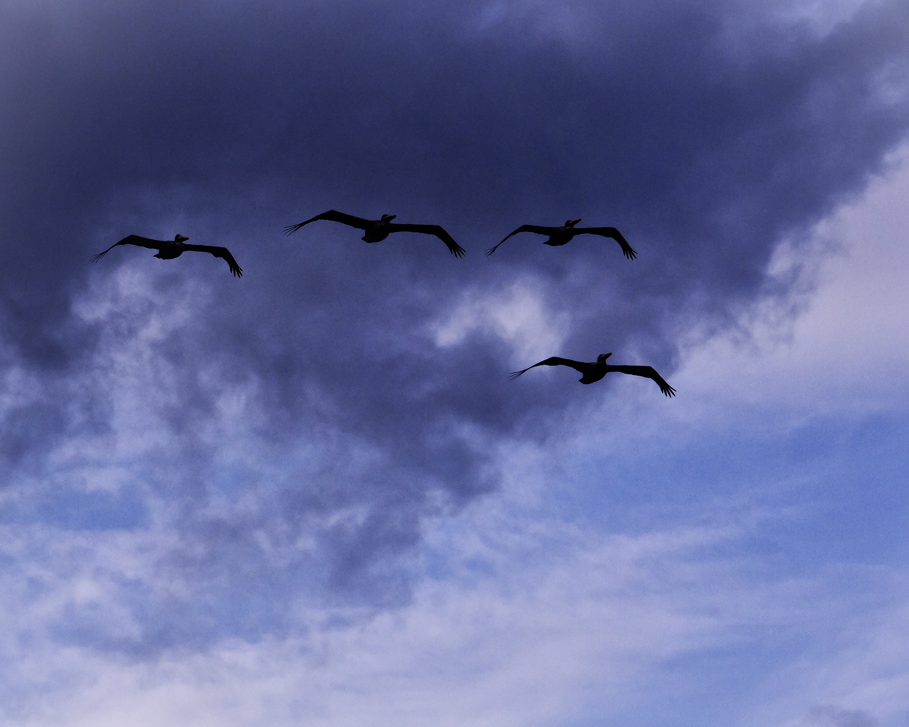 FourPelicans.jpg