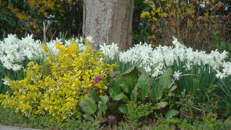 Flowers 0001 .png
