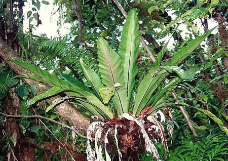 Kartop - Asplenium nidus.jpg