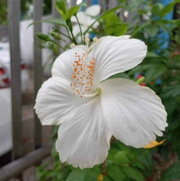 received_439462811613399.jpeg