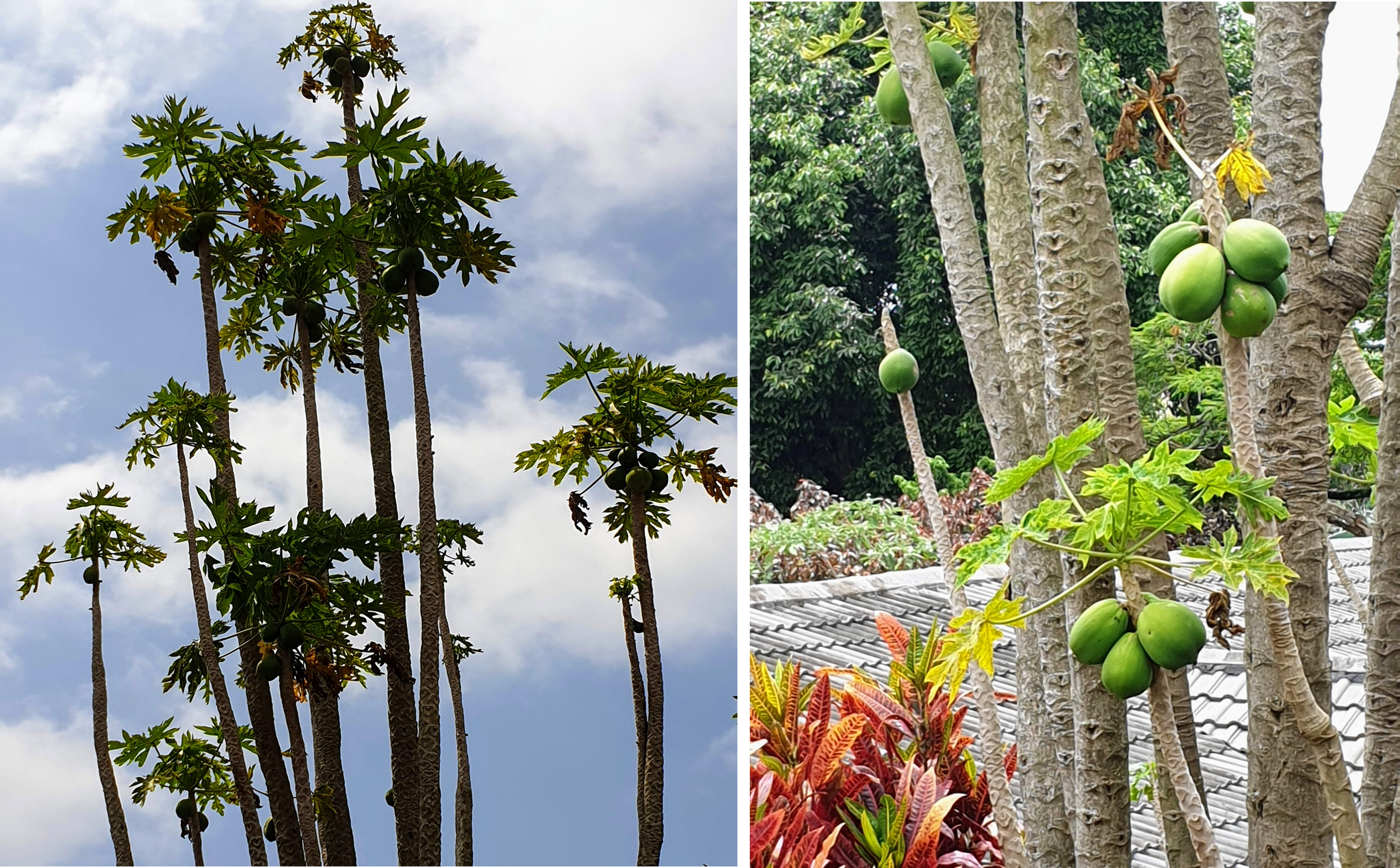 Papaya trees.png