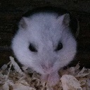 monkeycatwithowl