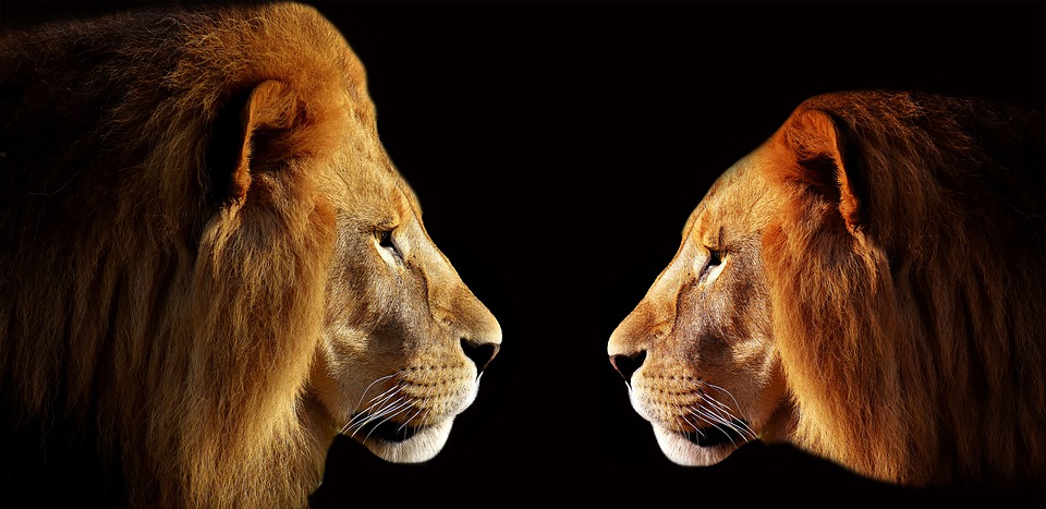lion-3057316_960_720.jpg