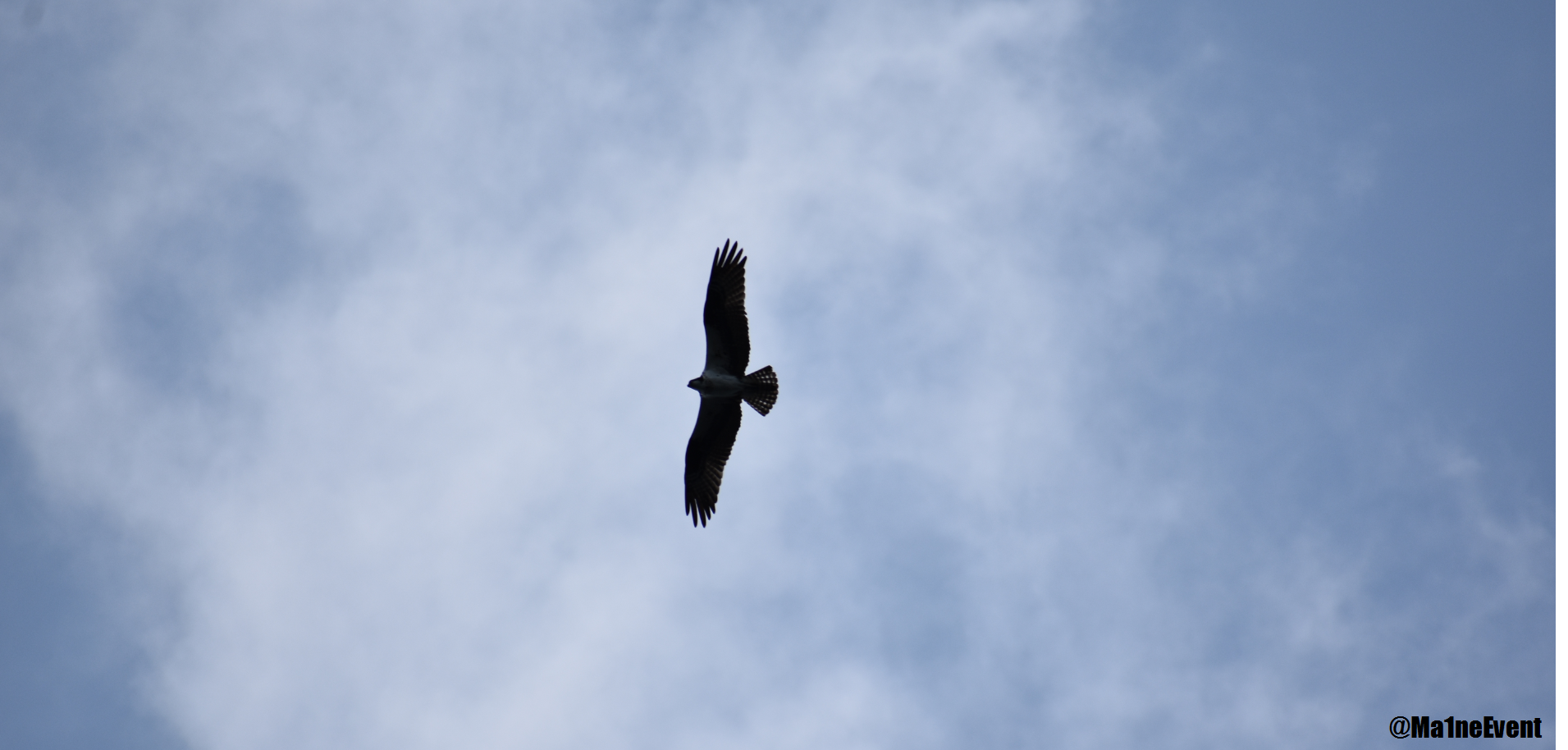 hawk3.png
