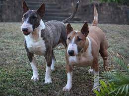 American Hole Bull Terrier.jpg