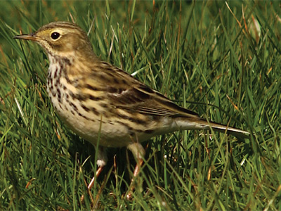 Pipits Bird guides..jpg