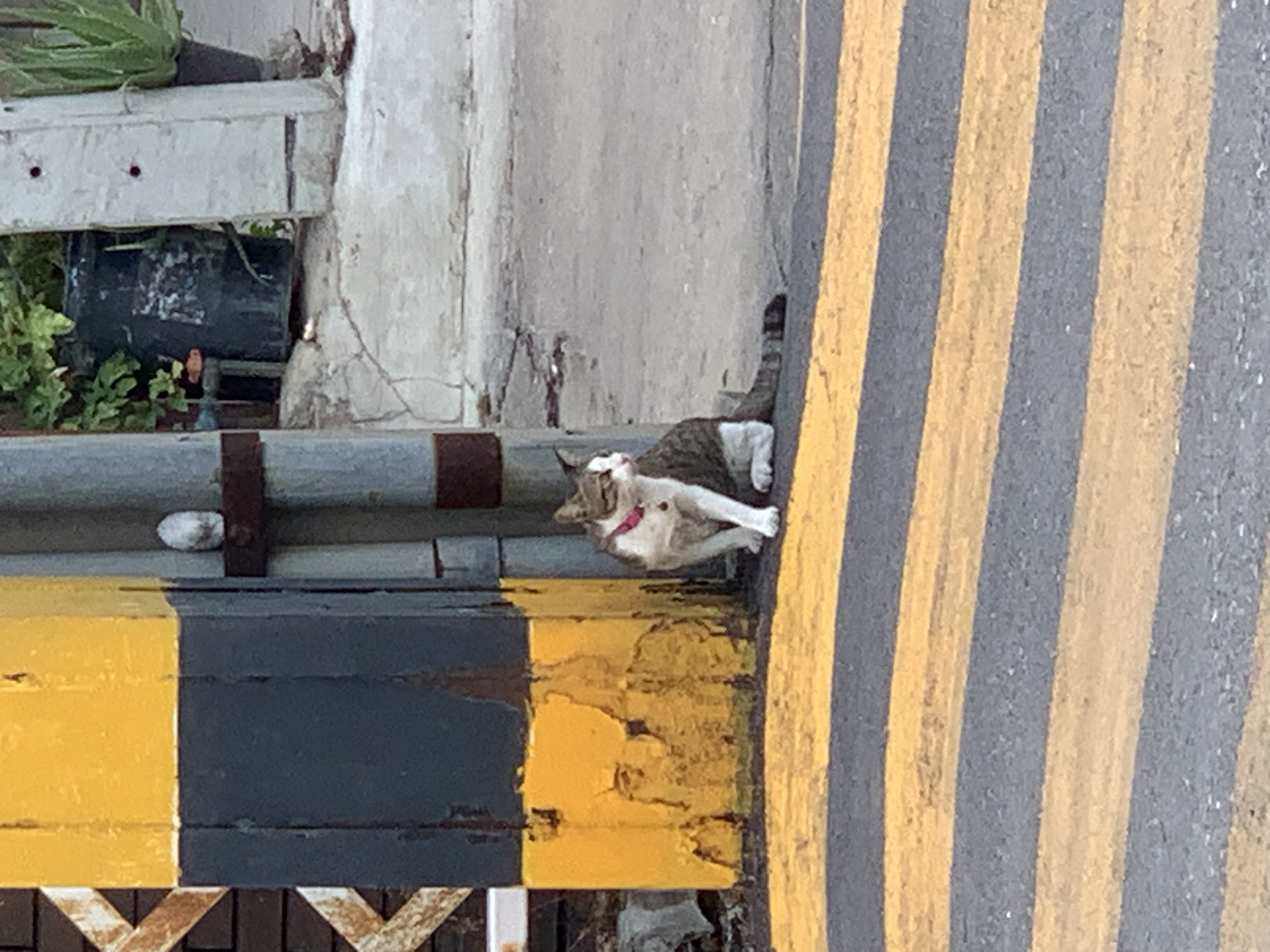 cat1.jpg